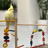 عروس هلندی دستی