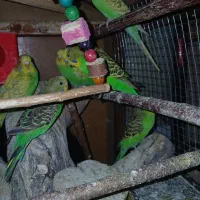 فروش مرغ عشق