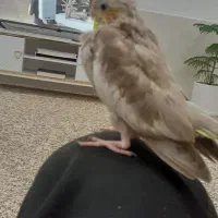 سلام عروس هلندی گمشده  پیداکرد خبربده