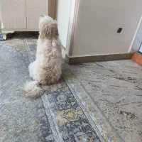 واگذاری سگ|سگ|تهران, امیریه|دیوار