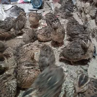 بلدرچین|حیوانات مزرعه|نیمروز, |دیوار