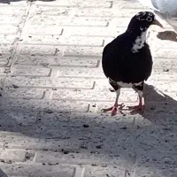 پلنگ|پرنده|کرمان, |دیوار