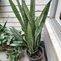 گل سانسوریا|گل و گیاه طبیعی|کرمانشاه, |دیوار