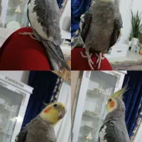 عروس هلندی نر|پرنده|گلبهار, شهر جدید گلبهار|دیوار