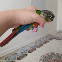 گرینچیک نر|پرنده|مشکیندشت, |دیوار