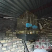 فروش قفسه پرنده|لوازم جانبی حیوانات|لاران, |دیوار