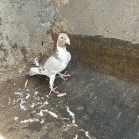 کفتر  دو عدد