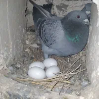 کبوتر فروشی وسایل مو تور