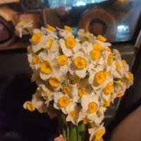 گل نرگس زیبا و معطر