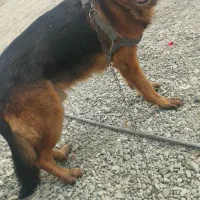 سگ ژرمن شپرد شولاین