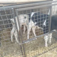 گاو و گوساله نخری|حیوانات مزرعه|اصفهان, ورزشگاه نقش جهان|دیوار