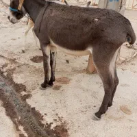 خر ماده همراه با کوره خر نره
