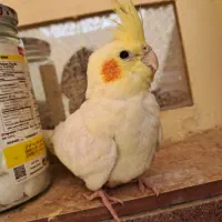 عروس هلندی ماده