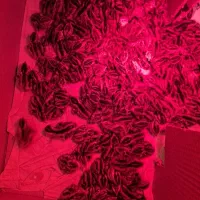 جوجه بلدرچین 1 روزه