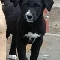 2تا توله سگ نر قدرجونی