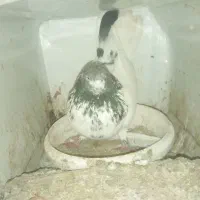 کفتر پرشی|پرنده|شاهین‌شهر, حاجی آباد|دیوار