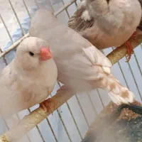 فنچ زبرا فول اورنج کاکلی|پرنده|تهران, سبلان (لشگر)|دیوار