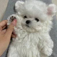 مالتیز کراس