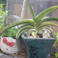 سانسوریا سامورایی ابلق کلسیونی