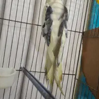 عروس هلندی نر و جوجه ش|پرنده|تربت‌حیدریه, رضاشهر|دیوار