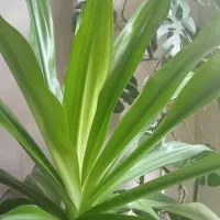 گل اشک ملکه سرحال وروبه رشد