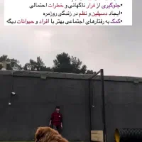 مربی سگ ، آموزش سگ|خدمات آموزشی|اهواز, کیانپارس |دیوار