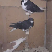 کفتر شهری نر زرنگ هوایی|پرنده|شیراز, ده پیاله|دیوار