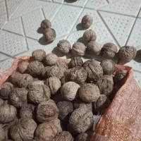 گردو|خوردنی و آشامیدنی|قوچان, |دیوار