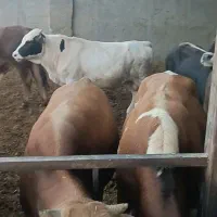 گوساله‌چاق