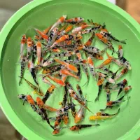 همه سایز کوی