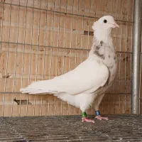 کبوترطوقی زیبا|پرنده|فولادشهر, مسکن مهر فولادشهر|دیوار