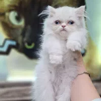 بچه گربه پرشین سفید ناز
