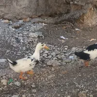 اردک. مرغابی