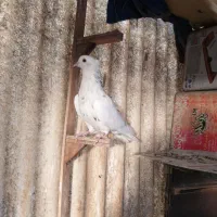 کفتر رنگه کلاغ وطوقی|پرنده|مشهد, امام خمینی|دیوار