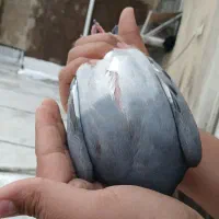 کبوتر|پرنده|مسجد سلیمان, |دیوار