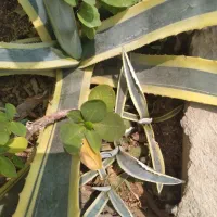 گلهای خانگی|گل و گیاه طبیعی|میبد, |دیوار