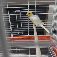 قناری نر جوان معاوضه با لوازم اکواریوم ابنوس