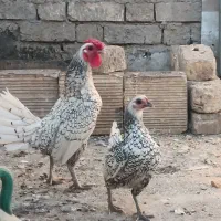 مرغ وخروس مینیاتوری