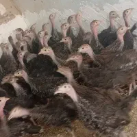 جوجه بوقلمون دوماهه
