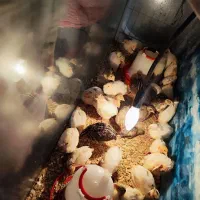 بلدرچین 20 روزه|حیوانات مزرعه|ساری, |دیوار