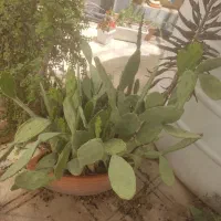 کاکتوس|گل و گیاه طبیعی|شیراز, انجیر|دیوار