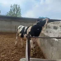 گاو و گوساله