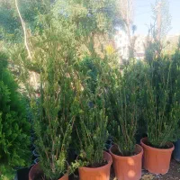 فروش انواع گل و گیاه باغچه ای و آپارتمانی|گل و گیاه طبیعی|کرج, کرج نو|دیوار