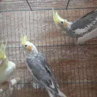 عروس هلندی|پرنده|شیراز, بهارستان|دیوار