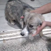 پت/سگ خونگی حیوون خونگی