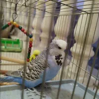 جفت مرغ عشق اینگلیسی مولد|پرنده|اندیشه, اندیشه فاز ۵|دیوار