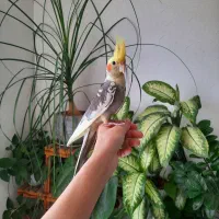 عروس هلندی نر تو پر و درشت فول دستی