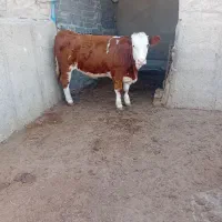 فروشنده و خری دار گوسفند،بره،گوساله،گاو|حیوانات مزرعه|تهران, تهرانپارس غربی|دیوار