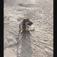 سگ پتان|سگ|بندرعباس, |دیوار