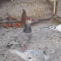 کفتر کبوتر گلی  وسرو|پرنده|برازجان, |دیوار